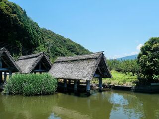 【若狭町】湖のある町 初夏の若狭・梅風景~梅収穫でウェルビーイングな旅を~