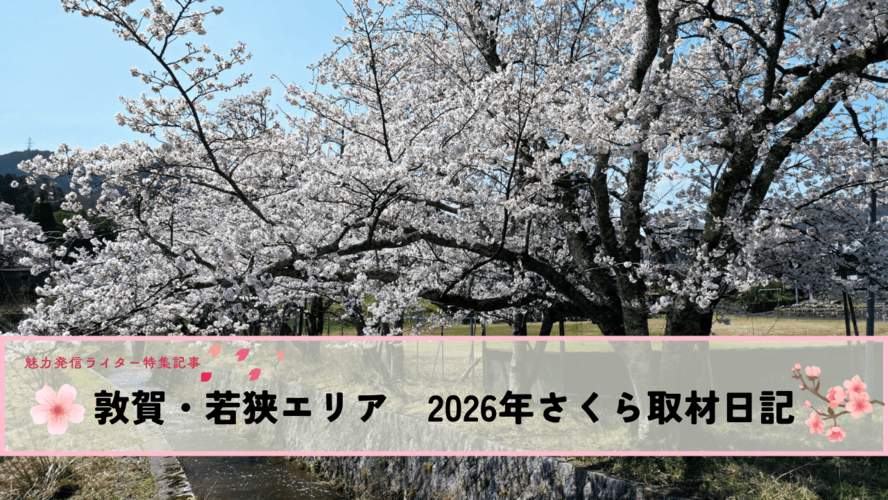 敦賀・若狭エリア 2026年さくら取材日記