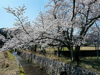 敦賀・若狭エリア 2026年さくら取材日記